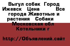 Выгул собак. Город Ижевск › Цена ­ 150 - Все города Животные и растения » Собаки   . Московская обл.,Котельники г.